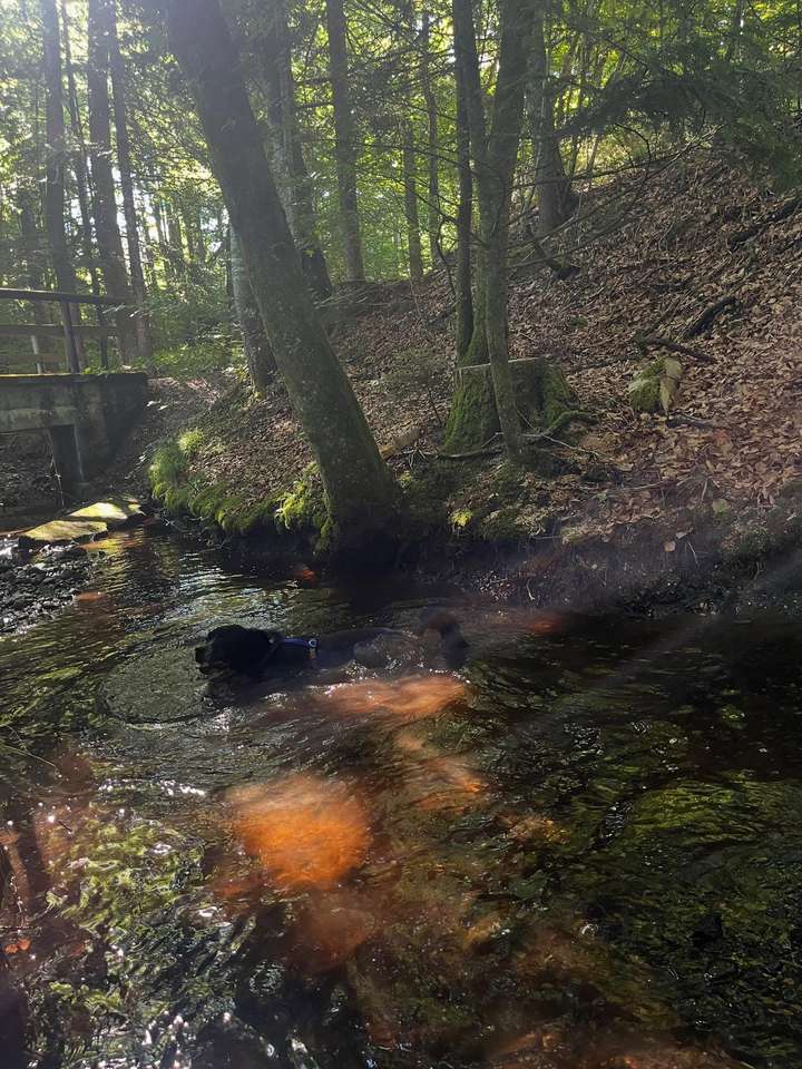 cookie badet